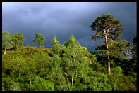 Caledonian pine around Glen Affric