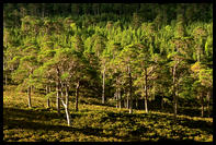 Kaledonske borovice v Glen Affric