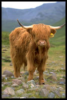 Highland cattle on Rum
