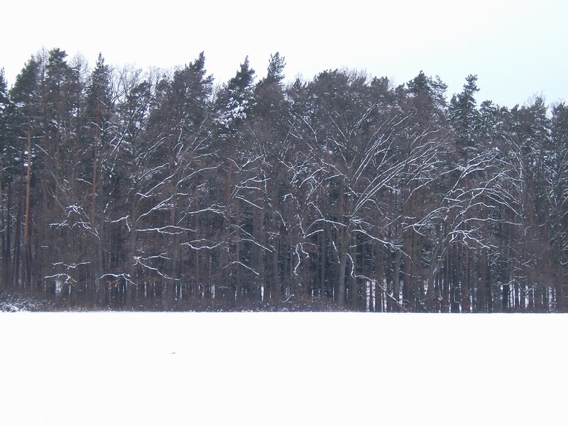n_winter_wood.jpg