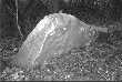 Slánská hora - tentýž kámen u pěšinky vedoucí z vrcholu jihozápadně k městu několik metrů před východem z lesa