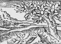Kříž ve stromě r.1567 Studie O. Sébillota.