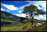 Caledonian pine around Glen Affric