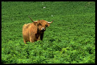 Highland cattle, west coast