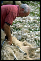 Shearing, west coast