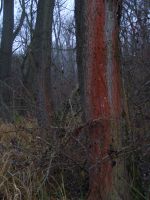 Červené stromy