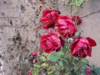 odkvetlé růže v Lysé
