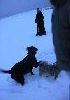 Psi a lidi při sněhové bitvě