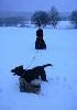 Psi a lidi a Destine při sněhové bitvě