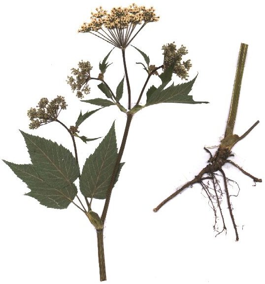 Br�lice koz� noha (Aegopodium podagraria)