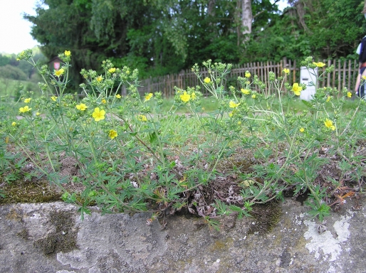 Fotka rostliny