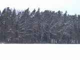 winter_wood.jpg